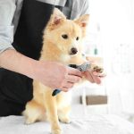Blue Dog Nail Clippers and Trimmer With Safety Guard, Avoid Over-Cutting Toenail Razor Sharp Blades, Small Medium Large Breeds