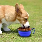 Collapsible Dog Bowl, Foldable Expandable Cup Dish for Pet Cat Food Water Feeding Portable Travel Bowl