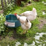 NAMSAN Heated Pet Bowl Dog Water Thermal-Bowl Heating Water Dish Feeder for Dogs, Cats, Rabbits, Chickens, Ducks